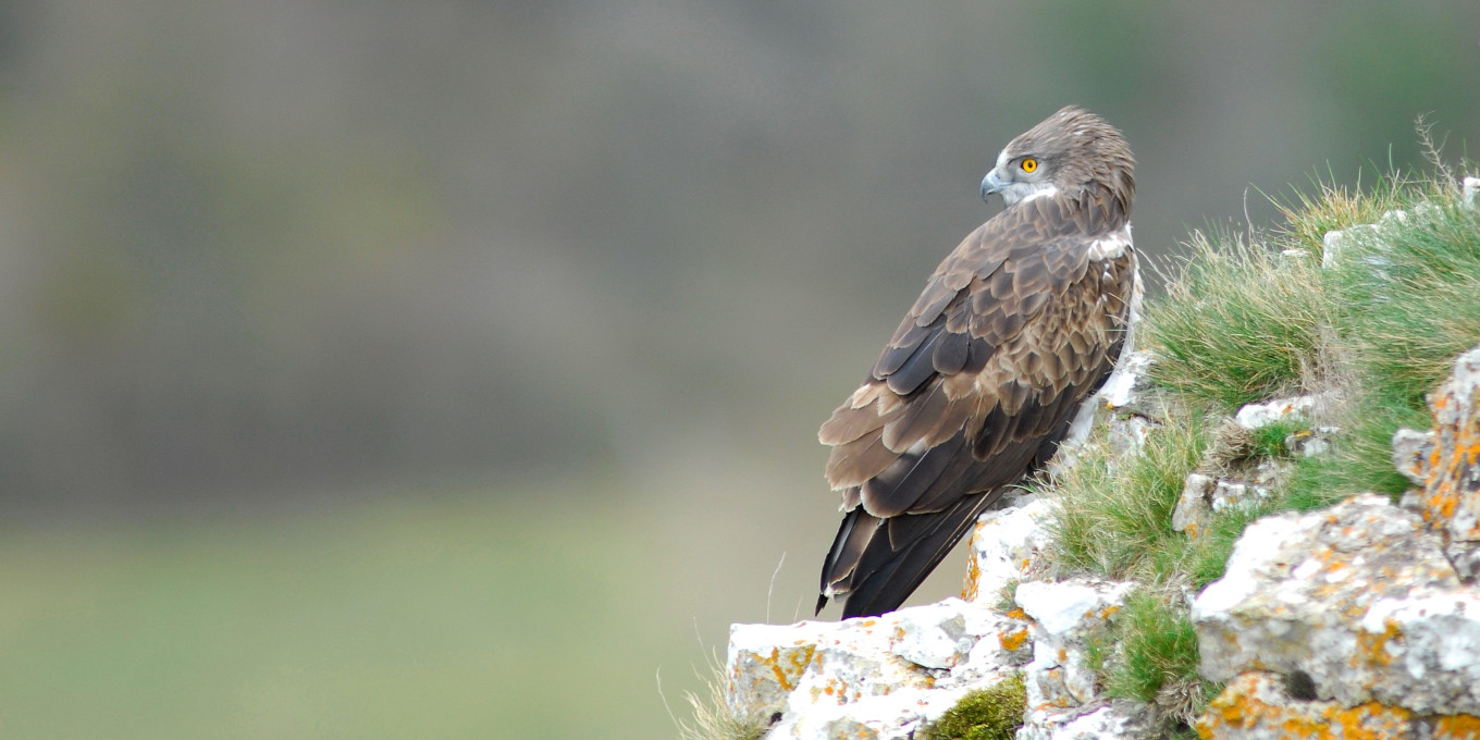 Circaète Jean-le-blanc (Circaetus gallicus) © Bruno Berthemy